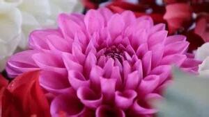 風水 花 開運法